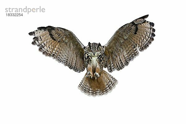 Uhu (Bubo bubo) bei der Landung mit offenen Flügeln vor weißem Hintergrund