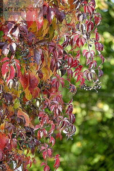 Sich verfaerbende Blätter vom Wilden Wein (Vitis vinifera subsp. sylvestris)  Münsterland  Nordrhein-Westfalen  Deutschland  Europa