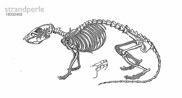 Skelett der Wanderratte  Skeleton of Norway rat  Historisch  digital restaurierte Reproduktion einer Originalvorlage aus dem 19. Jahrhundert  genaues Originaldatum nicht bekannt century
