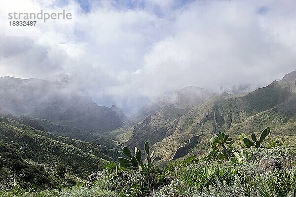 Blick in die Masca-Schlucht  Teneriffa  Kanarische Insel  Spanien  Europa