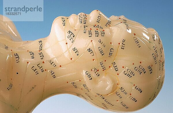 Akupunktur  Akupunkturpunkte des menschlichen Körpers  dargestellt an einer Übungspuppe für Heilpraktiker