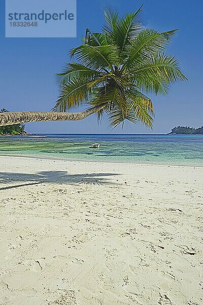 überhängende Kokospalme an der traumhaften Bucht von Baie Lazare  Insel Mahe  Westküste  Seychellen  Afrika