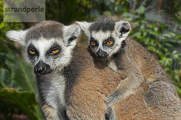 RingschwanzKatta (Lemur catta) mit Jungen auf dem Rücken im Wald  Primat aus Madagaskar
