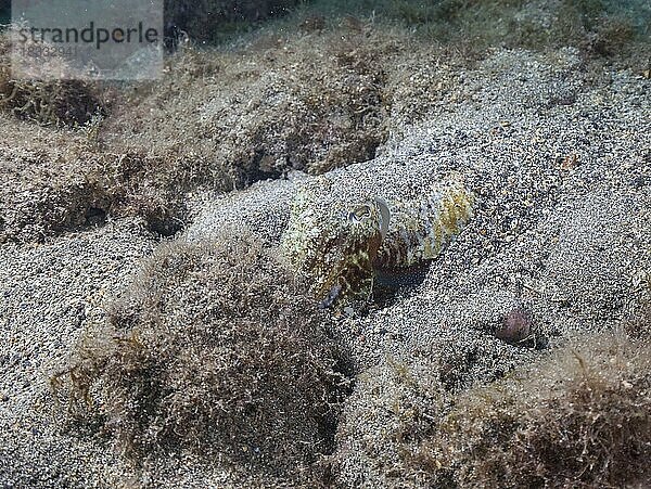 Gewöhnlicher Tintenfisch (Sepia officinalis) versteckt sich im Sand  Lanzarote. Kanaren  Spanien  Europa