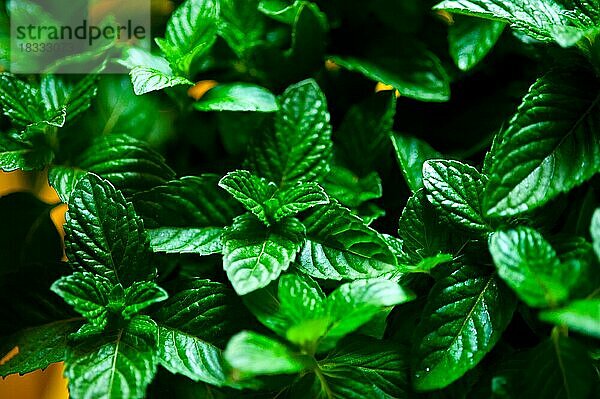 Lebendige grüne frische Minze Pflanze Nahaufnahme Makro