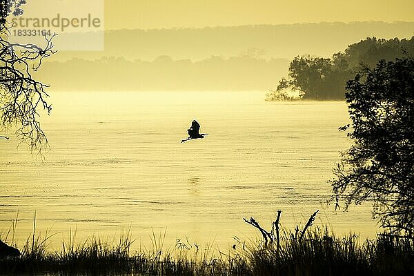 Schwarzhalsreiher (Ardea melanocephala) fliegt von links nach rechts über den Sambesi-Fluss. Der Vogel im Flug hat seine Flügel ausgebreitet und wird vom Licht des afrikanischen Sonnenaufgangs angestrahlt. Im Hintergrund ist der vom Fluss aufsteigende Morgennebel zu sehen. Sambesi-Fluss  Simbabwe  Afrika