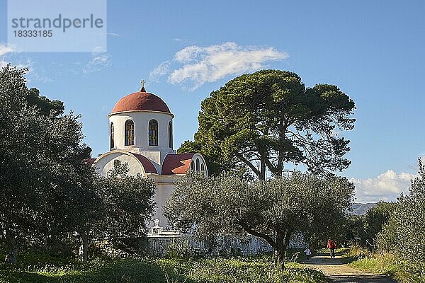 Oliven (olivae)  Olivenhain  Kapelle  rotes Kirchturmdach  Olivenbaum  großer Baum  blauer Himmel mit weißen Wolken  Insel Kreta  Griechenland  Europa