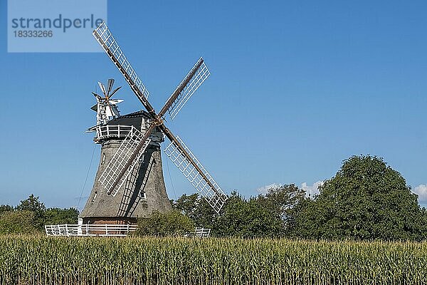 Windmühle in Oldsum  Föhr  Nordfriesland  Schleswig-Holstein  Deutschland  Europa
