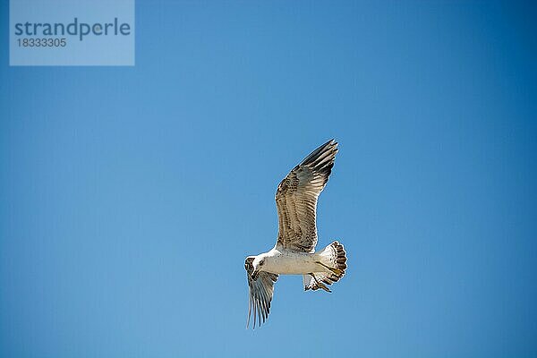 Einzelne Möwe fliegt in einem blauen Himmel als Hintergrund