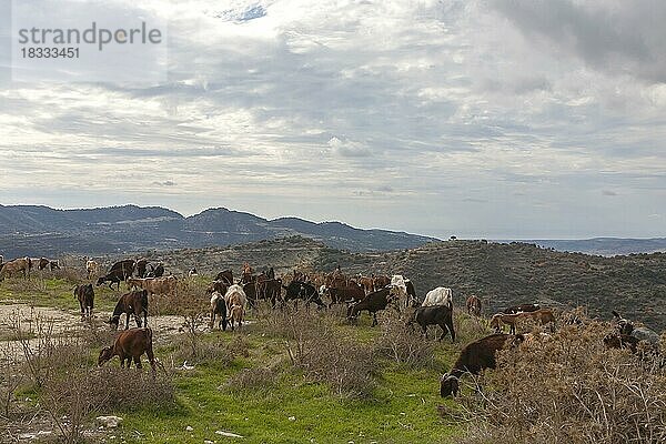 Ziegen (Capra) im Troodos-Gebirge  Zypern  Europa