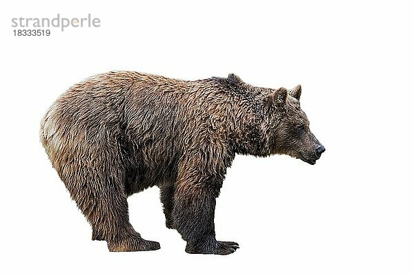 Europäischer Braunbär (Ursus arctos) vor weißem Hintergrund