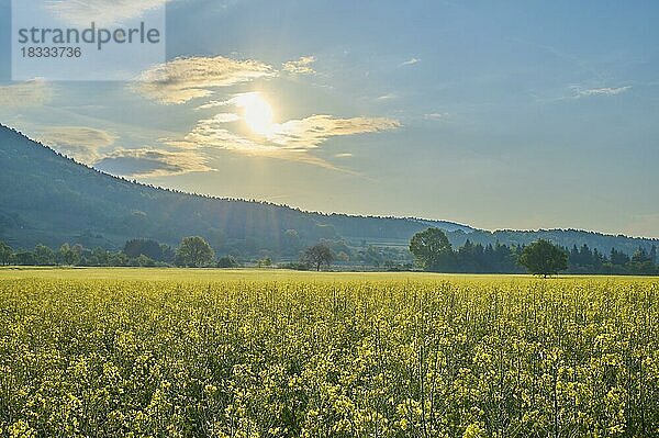 Landschaft  Rapsfeld  Blüte  Sonne  Frühling  Miltenberg  Spessart  Bayern  Deutschland  Europa