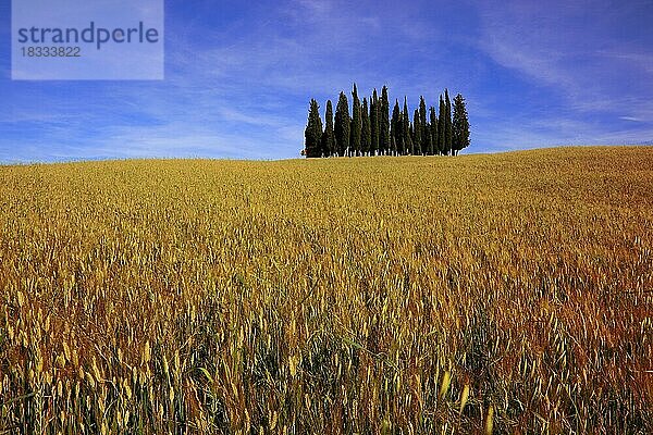 Landschaft in der Toskana  La Crete  Baumgruppe in einem Feld  in der Crete Senesi  Toskana  Italien  Europa