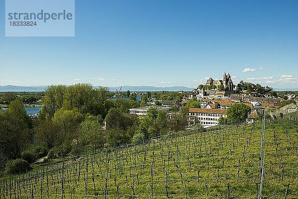 Ausblick vom Eckhartsberg auf die Altstadt mit dem romanischen St. Stephansmünster und den Rhein  Breisach  Breisgau  Oberrhein  Schwarzwald  Baden-Württemberg  Deutschland  Europa