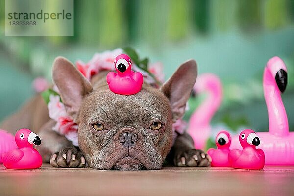 Französische Bulldogge mit tropischen Blumengirlanden und Gummispielzeugflamingos vor grünem Hintergrund