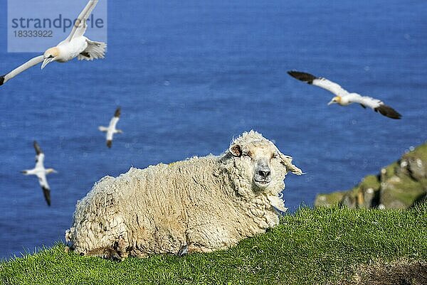 Weiße Schafe  die sich auf einer Klippe ausruhen  und Basstölpel (Morus bassanus)  die entlang der schottischen Küste in Schottland  UK  aufsteigen