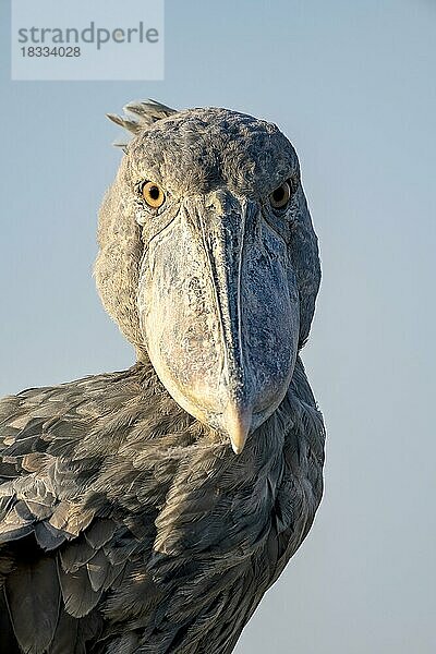 Schuhschnabel (Balaeniceps rex)  auch Abu Markub  Tierportait  frontal  Blickkontakt  Abendlicht  vor Himmel  Bangweulu Sümpfe  Sambia  Afrika