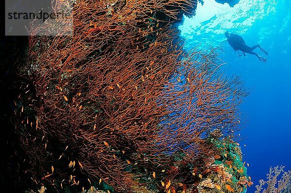 Schwarze Koralle (Antipathes dichotoma) (darin Juwelen-Fahnenbarsche (Pseudanthias squamipinnis)  im Hintergrund Silhouette von Taucher  Rotes Meer  Elphinstone Reef  Marsa Alam  Ägypten  Afrika