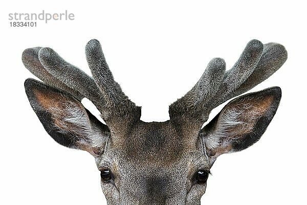 Nahaufnahme eines Rothirsch (Cervus elaphus) mit samtenem Geweih im Frühling vor weißem Hintergrund