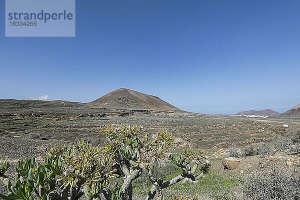 Felsenlandschaft rund um den Vulkan Montana de Guenia  Stratified City  Lanzarote  Kanaren  Spanien  Europa