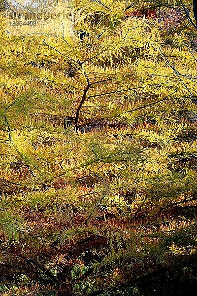 Herbst Baum Blätter Textur Hintergrund. Blatt Hintergrund Textur