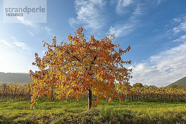 Herbstlich verfärbter Kirschbaum  vor Weinfeld  Südpfalz  Pfalz  Rheinland-Pfalz  Deutschland  Europa