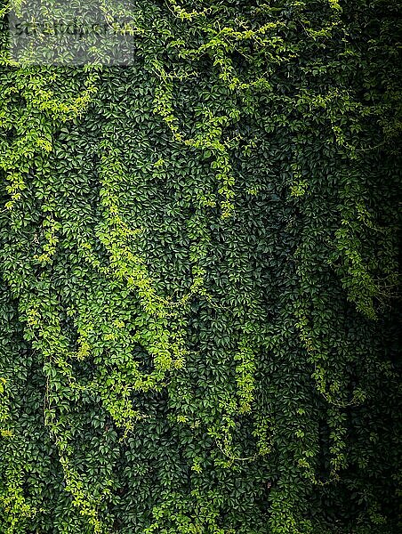 Grüne Blätter als Natur-Hintergrundtextur