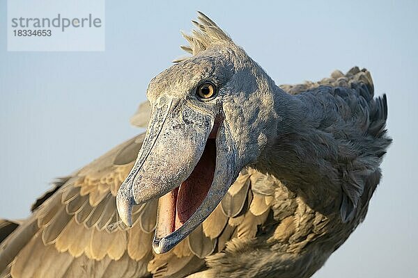 Schuhschnabel (Balaeniceps rex)  auch Abu Markub  Tierportrait  frontal  im Abendlicht  vor Himmel  Bangweulu Sümpfe  Sambia  Afrika