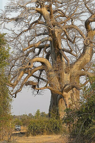 Baobab Baum  auch Afrikanischer Affenbrotbaum (Adansonia digitata)  Größenvergleich mit Geländefahrzeug  South Luangwa  Sambia  Afrika