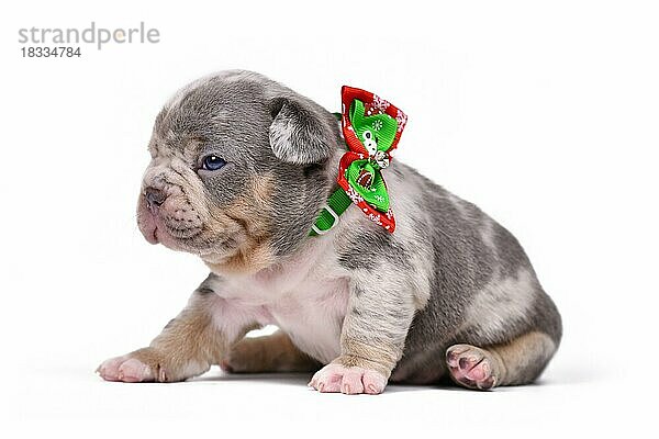 Merle Französische Bulldogge Hundewelpe mit Weihnachtsschleife um den Hals auf weißem Hintergrund