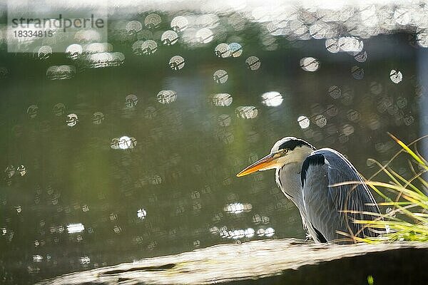 Graureiher (Ardea cinerea) am Gewässerufer  Gegenlichtaufnahme  Hessen  Deutschland  Europa