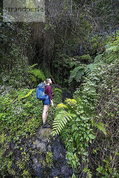 Wanderin am Wanderweg Vereda do Larano  Wald und Farn  Madeira  Portugal  Europa