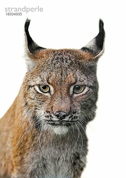 Europäischer Luchs (Lynx lynx) Nahaufnahme-Portrait vor weißem Hintergrund