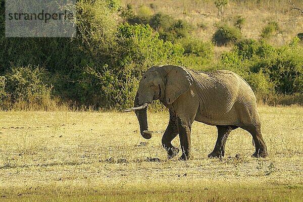 Afrikanischer Elefant (Loxodonta africana)  der die Savanne von rechts nach links durchquert. Hinter den Tieren befindet sich ein Hügel. Chobe-Nationalpark  Botsuana