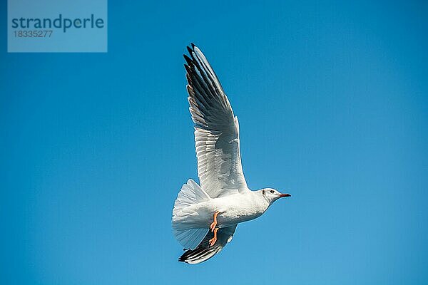 Einzelne Möwe fliegt in einem blauen Himmel Hintergrund