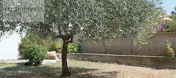 Kleiner Olivenbaum in einem Garten  unscharfer Hintergrund  Panorama