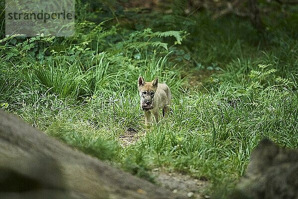 Europäischer Wolf (Canis lupus lupus) im Wald  Hessen  Deutschland  Europa
