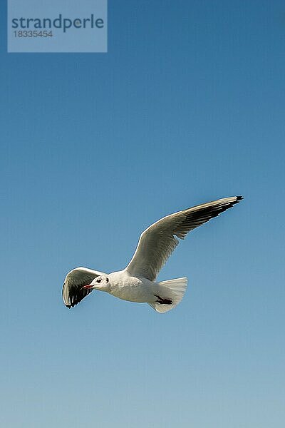 Einzelne Möwe fliegt in einem Himmel als Hintergrund