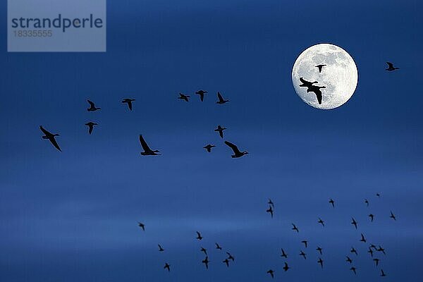 Schwarm von Zugenten und Gänsen fliegen vor dem Vollmond und Silhouette gegen blauen Nachthimmel