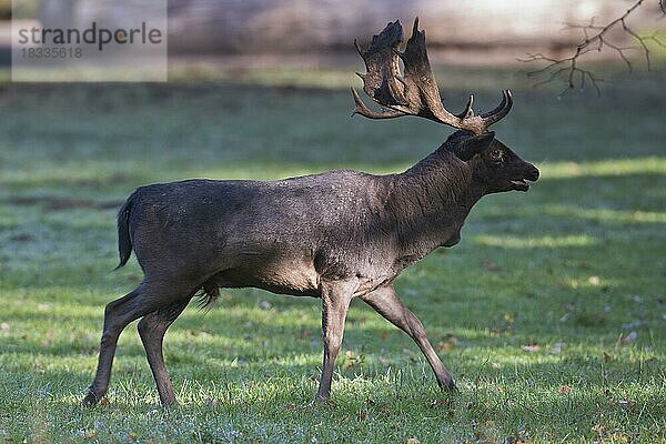 Damhirsch (Dama dama)  Niedersachsen  Deutschland  Europa