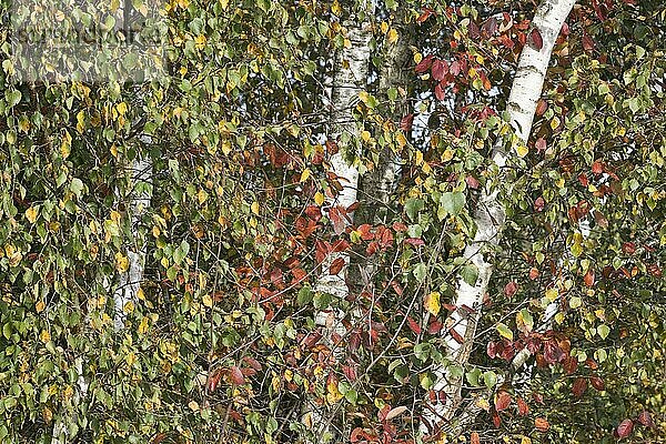 Birken (Betula pendula) und Felsenbirne (Amelanchier canadensis) im Herbstlaub im Moor  Provinz Drenthe  Niederlande  Europa