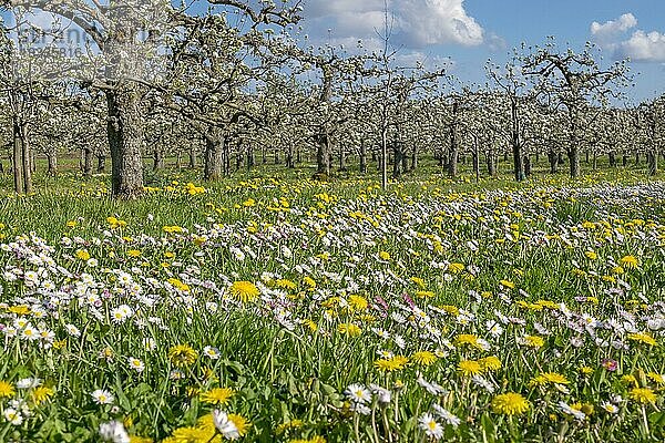Obstbaumplantage im Frühling  Blumenwiese  Südpfalz  Pfalz  Rheinland-Pfalz  Deutschland  Europa