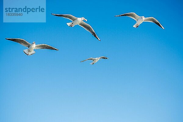 Möwen fliegen in den Himmel Hintergrund