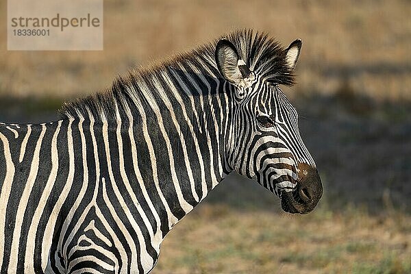 Steppenzebra der Unterart Crawshay-Zebra (Equus quagga crawshayi)  Tierportrait  South Luangwa  Sambia  Afrika