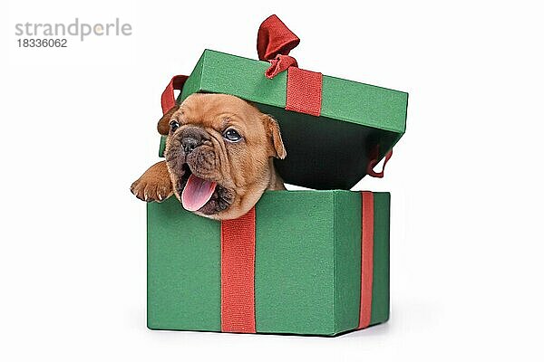 Gähnender französischer Bulldoggenwelpe  der aus einer grünen Weihnachtsgeschenkbox auf weißem Hintergrund hervorschaut