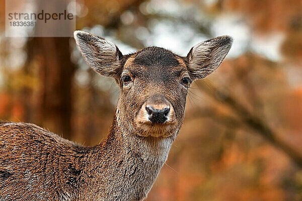 Kopf eines Rehkitzes Europäischer Damhirsch im Herbstwald