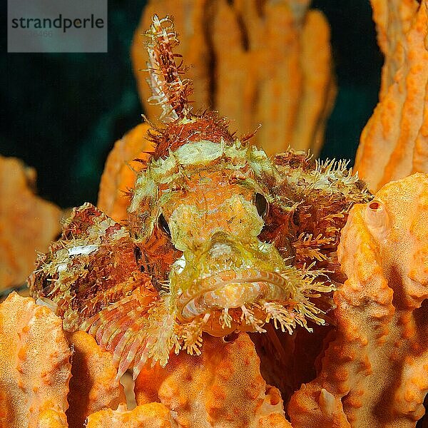 Tropischer Fransen-Drachenkopf (Scorpaenopsis oxycephalus) liegt getarnt auf Koralle in Korallenriff lauert auf Beute blickt Betrachter frontal an  Philippinensee  Pazifik  Moalboal  Insel Cebu  Visayas  Philippinen  Asien