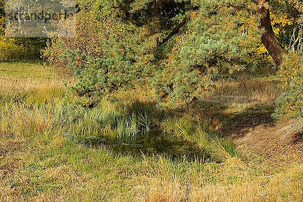 Quelle Sandharlandener Heide Wasserfläche in Graslandschaft neben Kiefernbaum