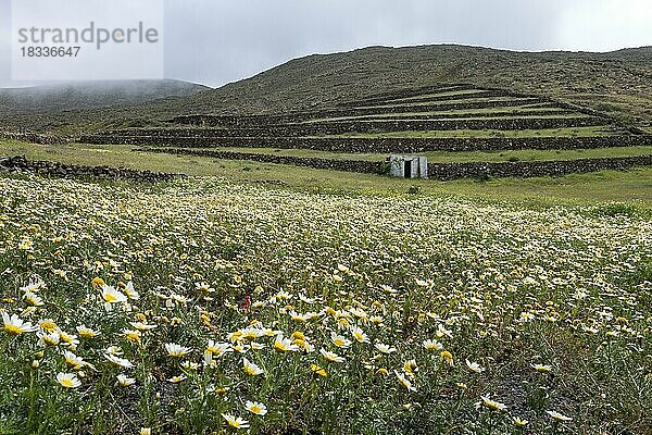 Landschaft mit Kronenwucherblumen (Glebionis coronaria)  Lanzarote  Kanaren  Spanien  Europa