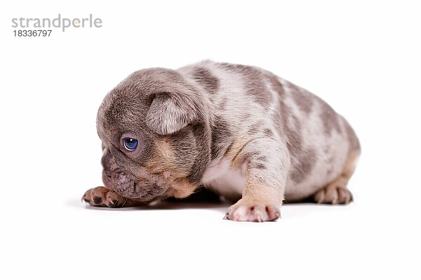 Merle tan Französische Bulldogge Hundewelpe auf weißem Hintergrund